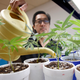 Watering young plants at a Sacramento dispensary. AP Photo/Rich Pedroncelli